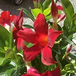 Comolakehome A Due Passi Dal * ديرفيو