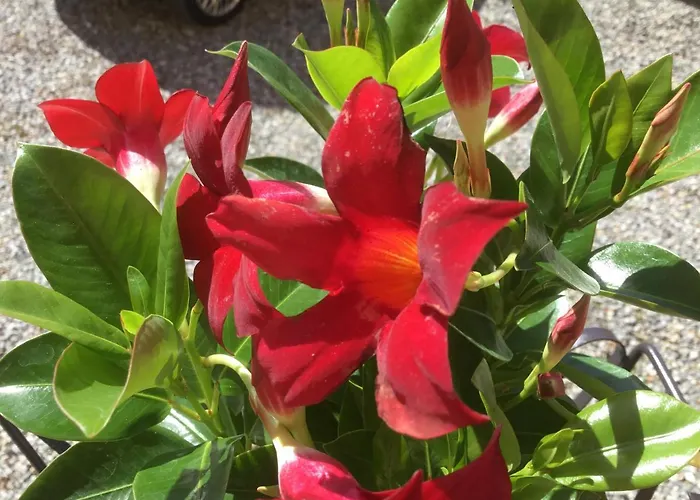 Comolakehome A Due Passi Dal * 데르비오