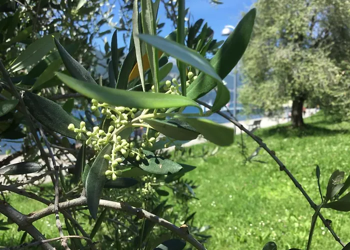 Comolakehome A Due Passi Dal Dervio